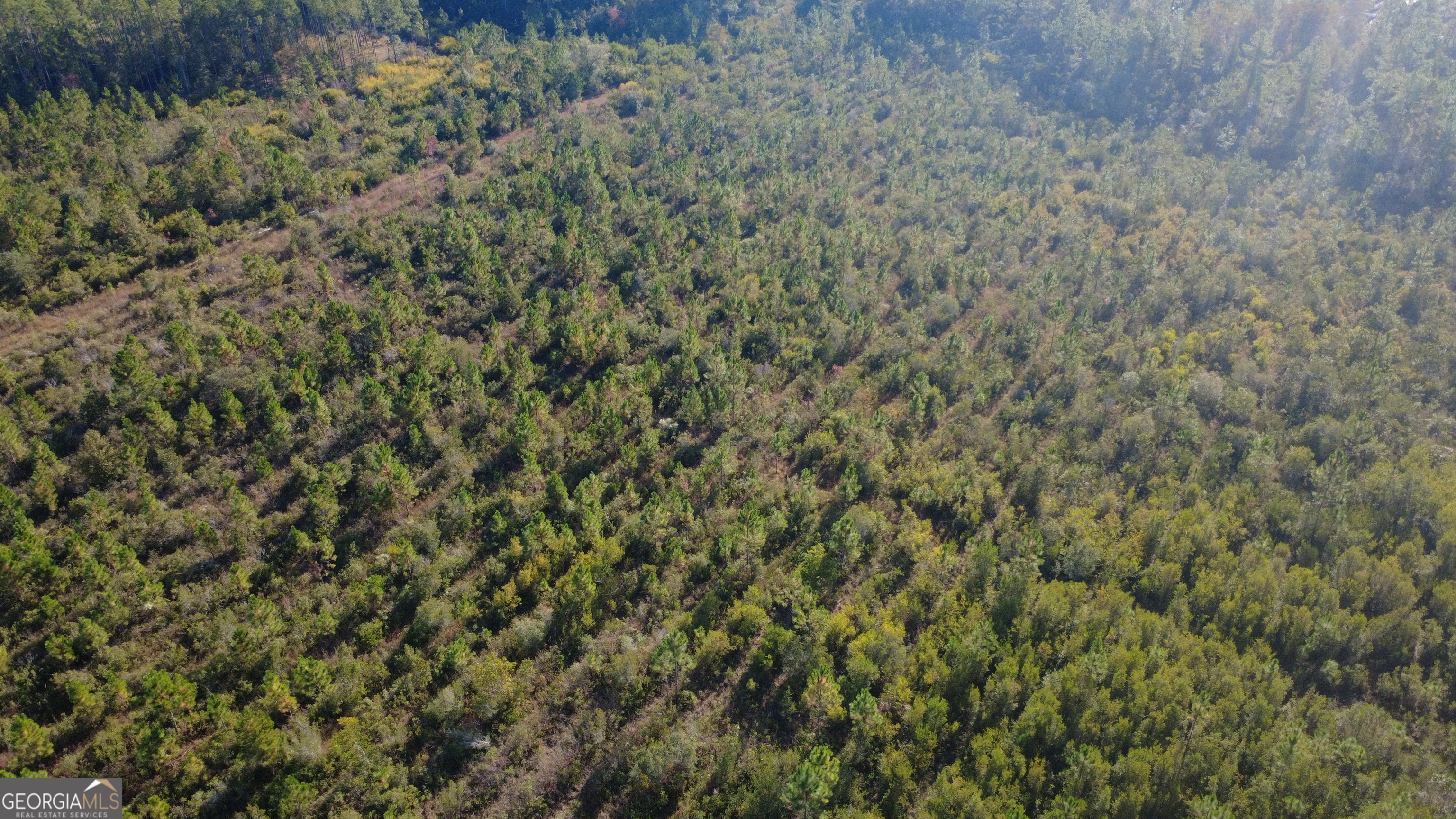 0 Fargo Highway Homerville, GA 31634 - Photo 4 of 13 a close up of a plant in a field