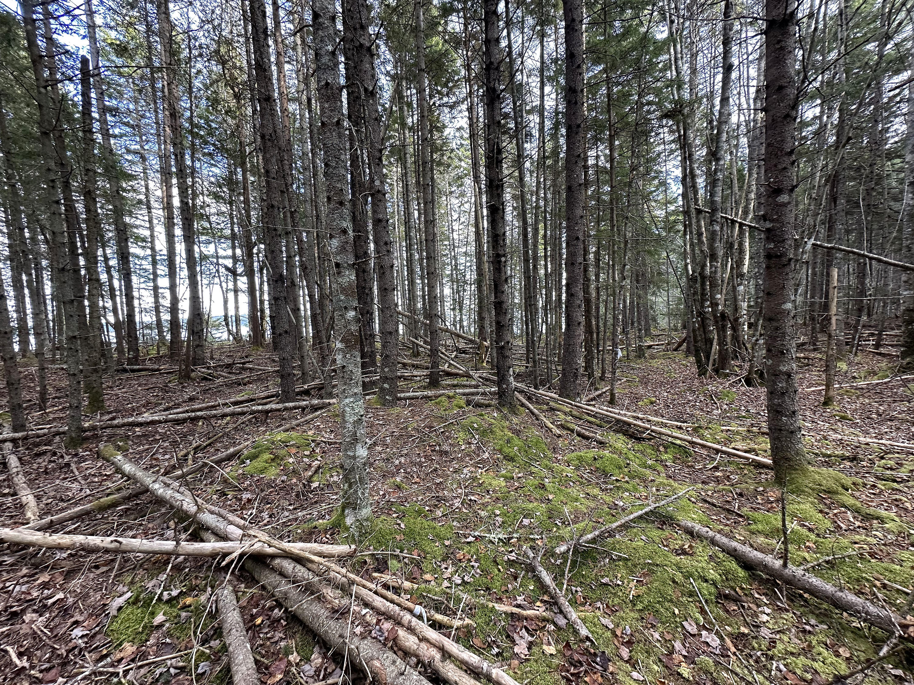 102 Naskeag Point Road Brooklin, ME 04616 - Photo 20 of 22 102 Naskeag_020