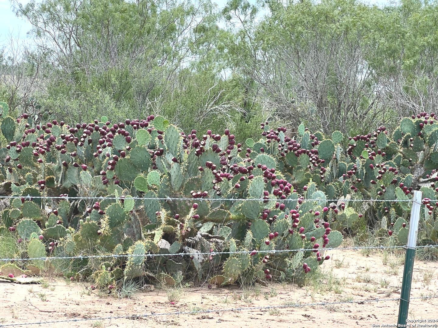 8136 Leal Road Pleasanton, TX 78064 - Photo 14 of 18