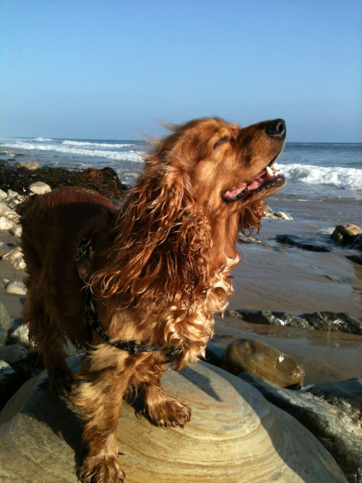 3650 Foothill Road Santa Barbara, CA 93105 - Photo 29 of 30 Co-Pilot beach