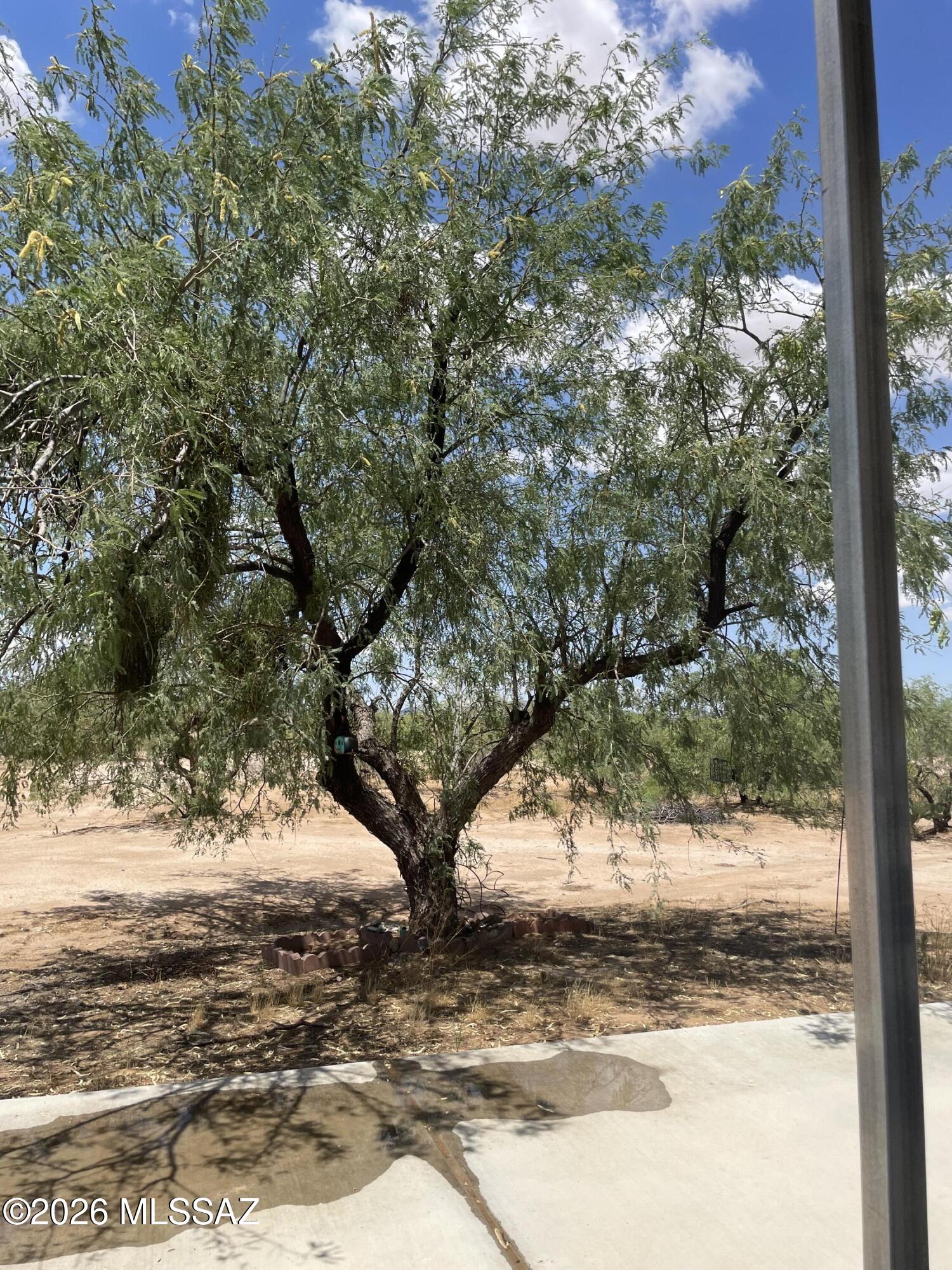 8535 South Marstellar Road Tucson, AZ 85736 - Photo 24 of 30 Nice shade trees
