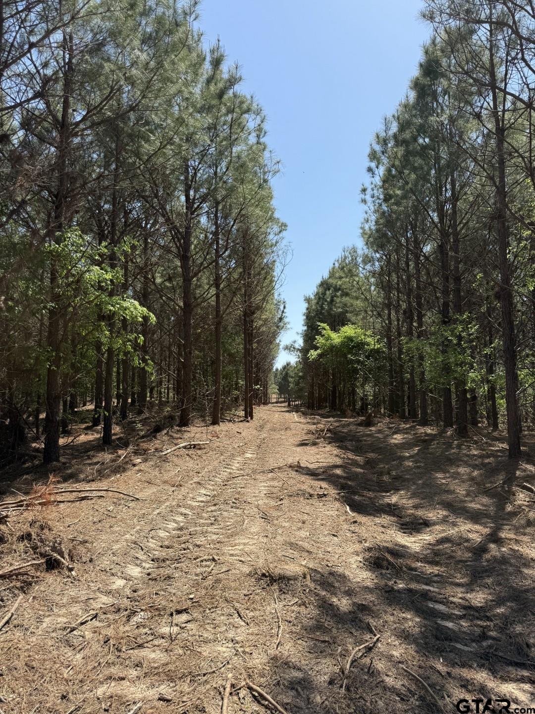 Tbd-l Lincoln Springs Road Gladewater, TX 75647 - Photo 15 of 19 a view of a yard with trees