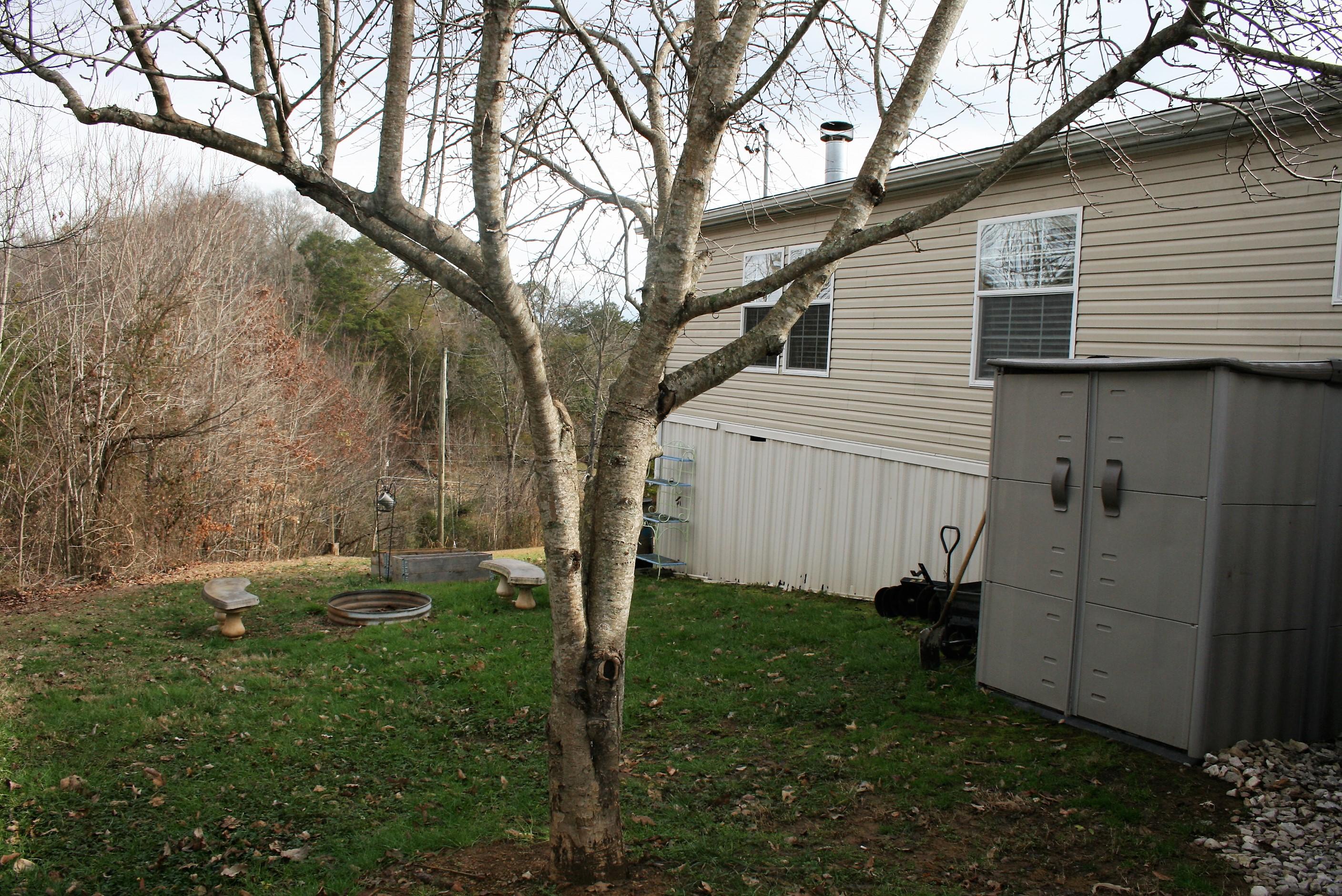 8831 Trout Road Mascot, TN 37806 - Photo 5 of 32 Back/side yard