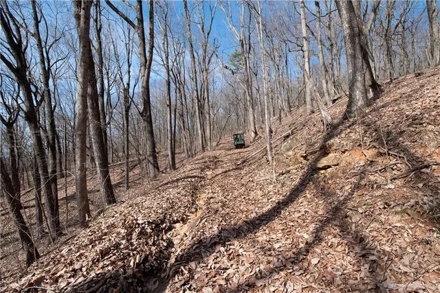 a view of a yard with trees