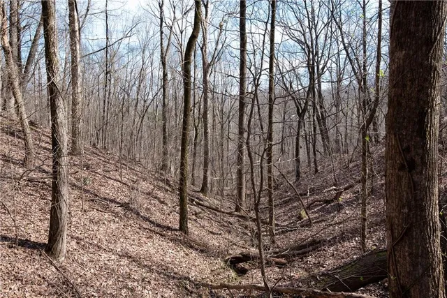 a view of a forest with trees