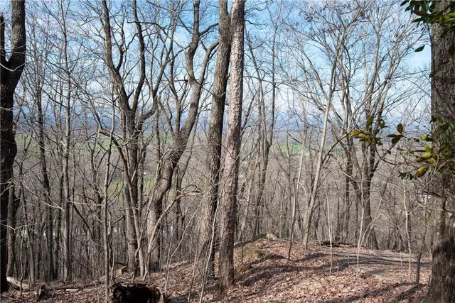 a view of a yard with large trees
