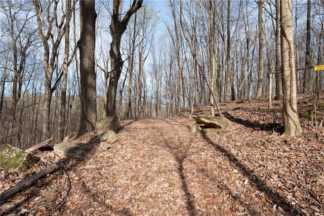 a view of backyard with large trees
