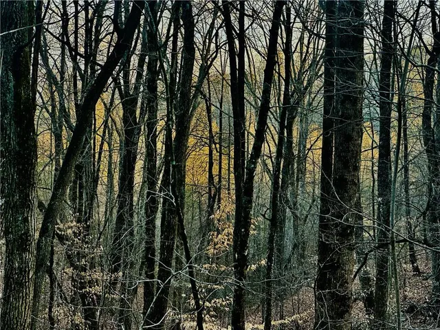 $1,304,850 | 86.99 Acres Mincie Mountain, Murrayville, GA 30564