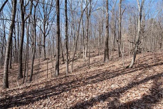 a view of a yard with lots of trees