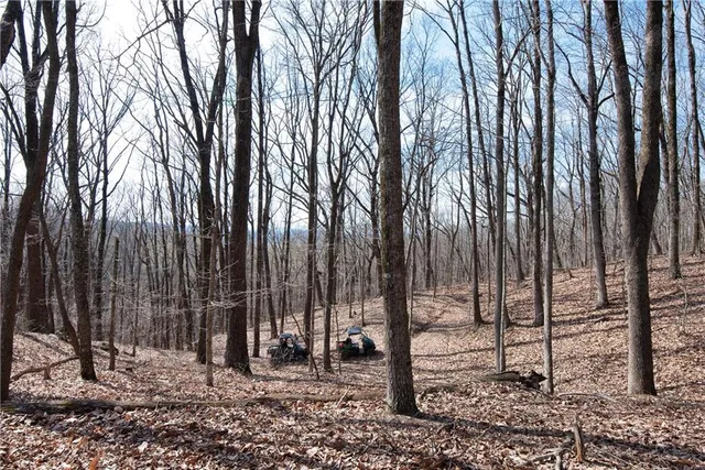 a view of a backyard with large trees
