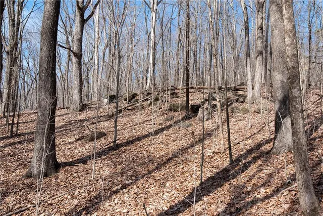 a view of a yard with trees