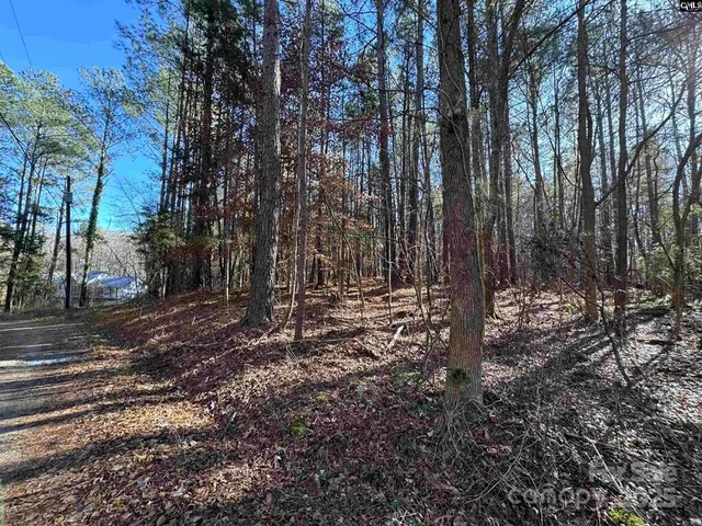 a view of a forest filled with trees