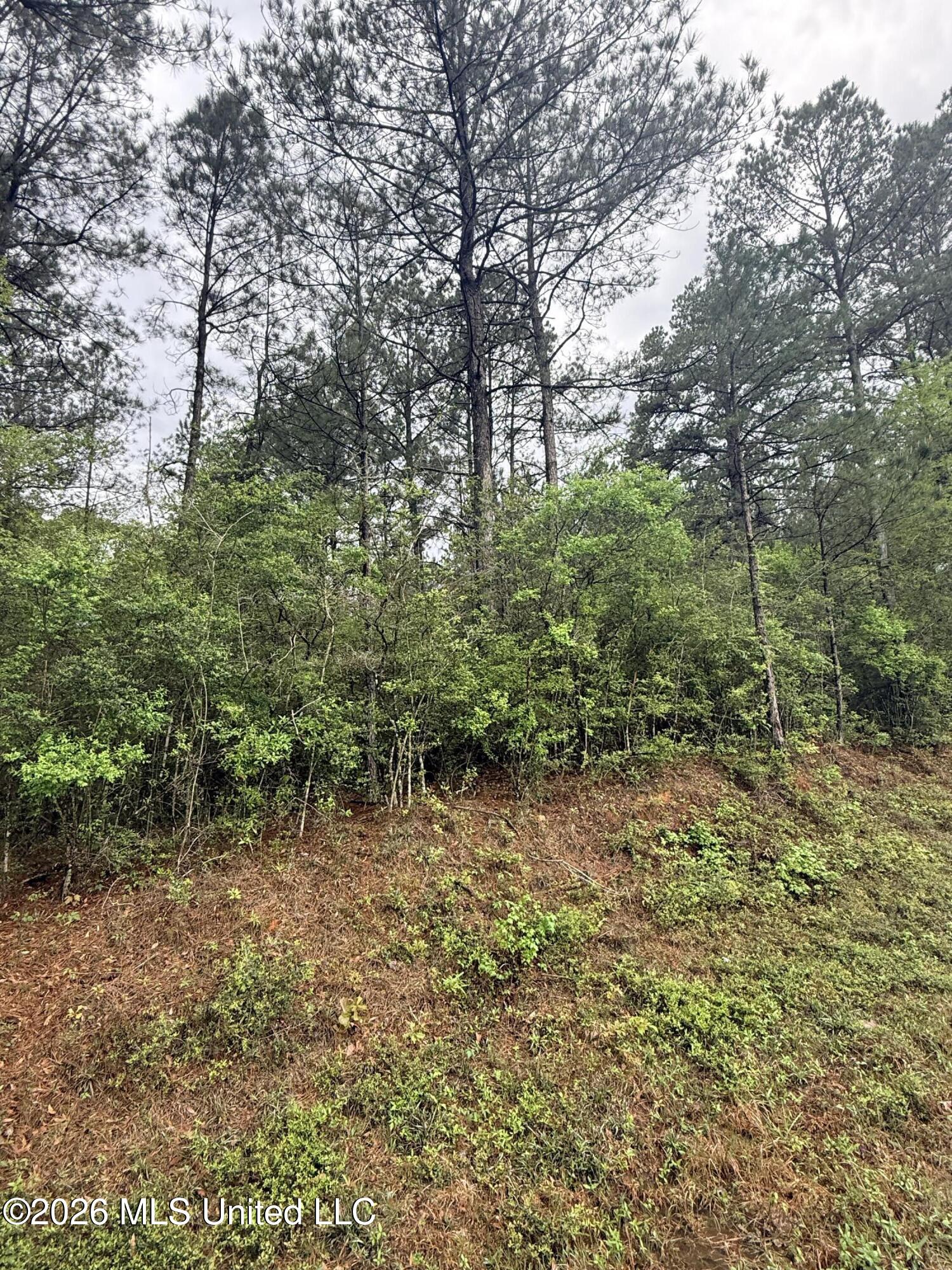 0 Rainey Road Moselle, MS 39459 - Photo 3 of 5 Rainey3