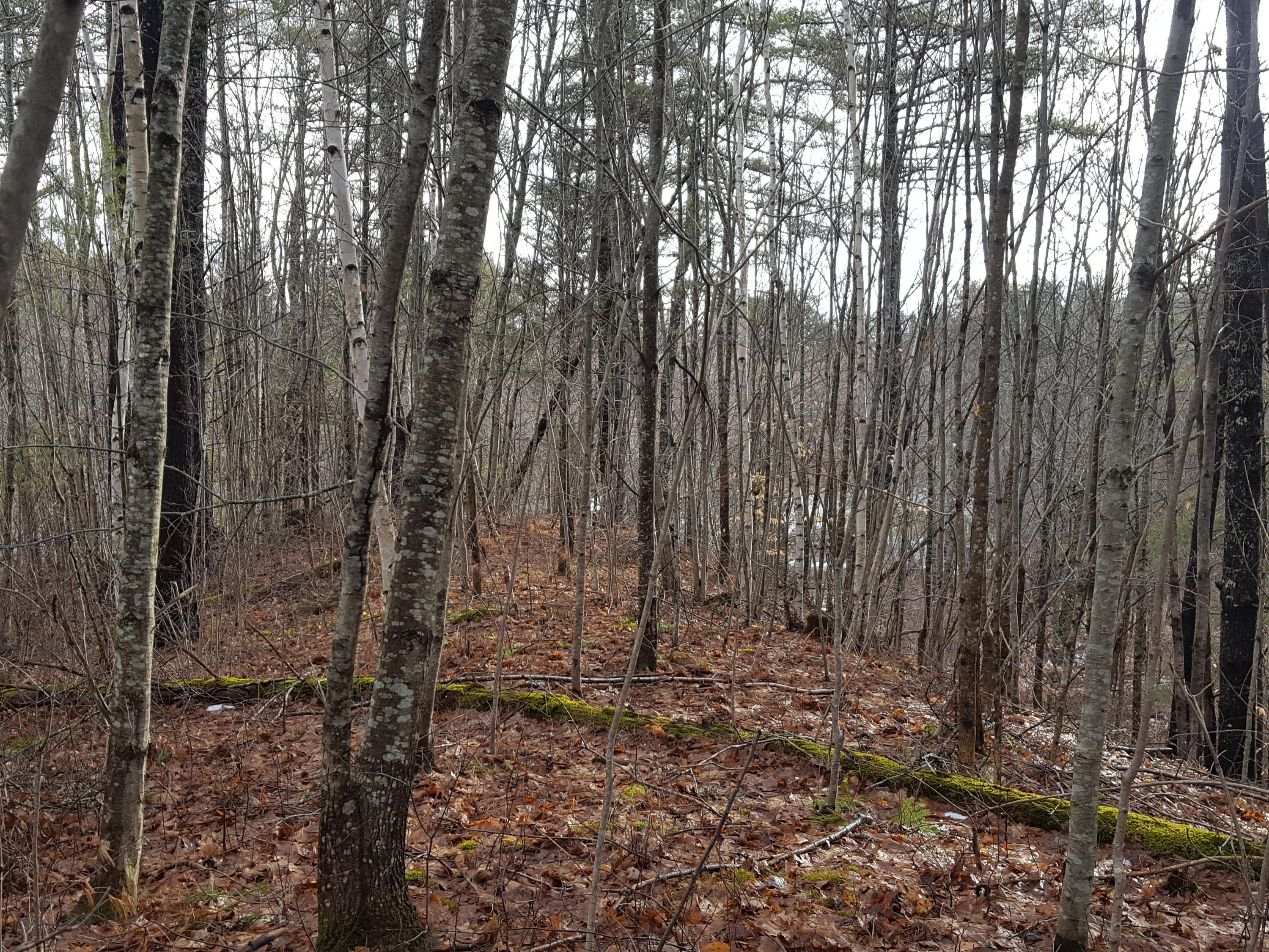 2200 Alna Road Alna, ME 04535 - Photo 23 of 59 20210117_101741
