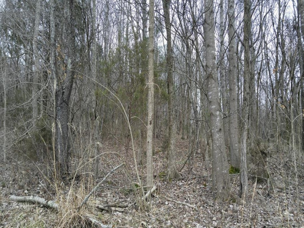 122 Harmony Road, Unit 7 Jonesborough, TN 37659 - Photo 2 of 3 View up into lot