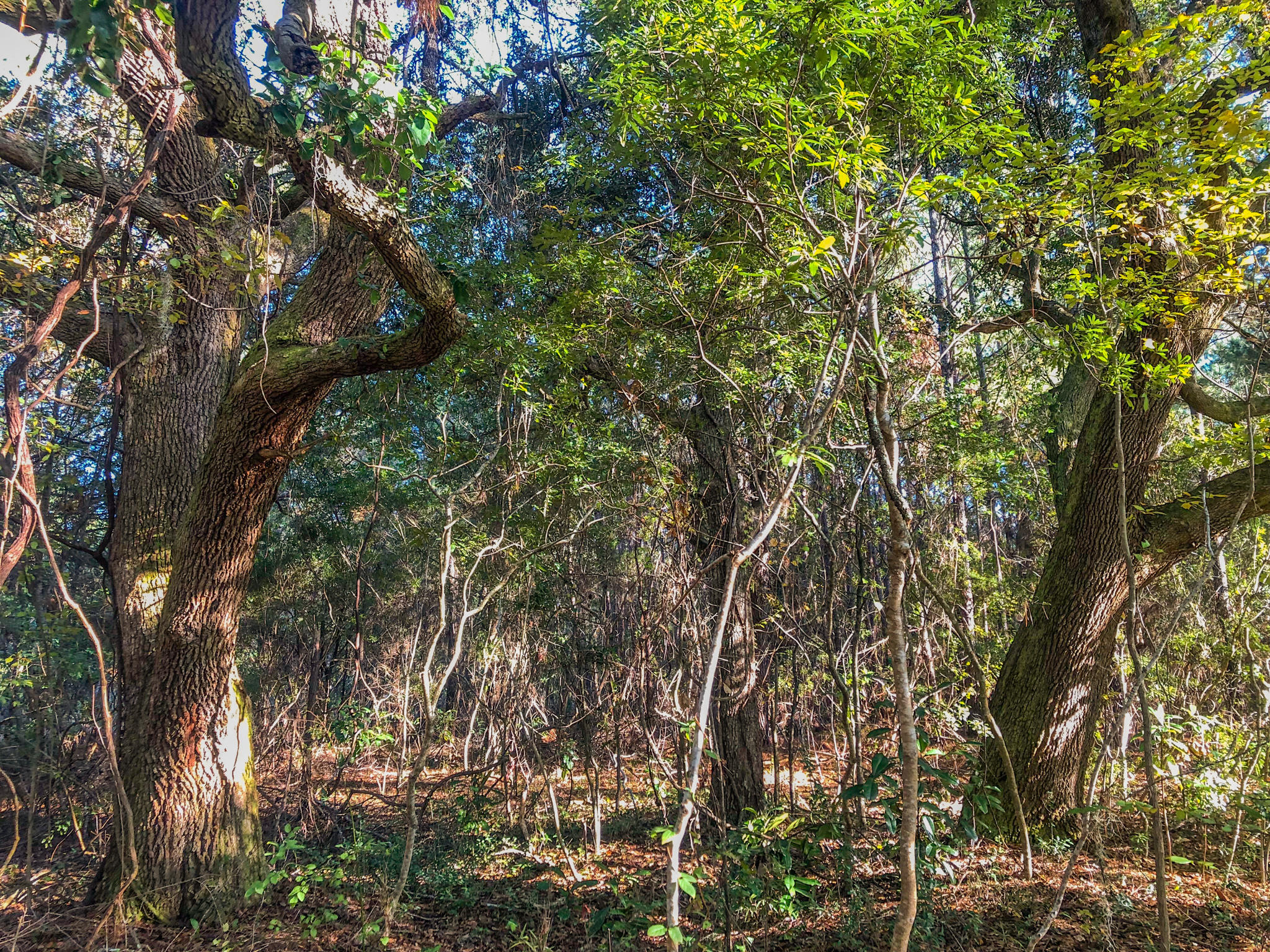 0 Brownhill Road McClellanville, SC 29458 - Photo 2 of 13 IMG_3099