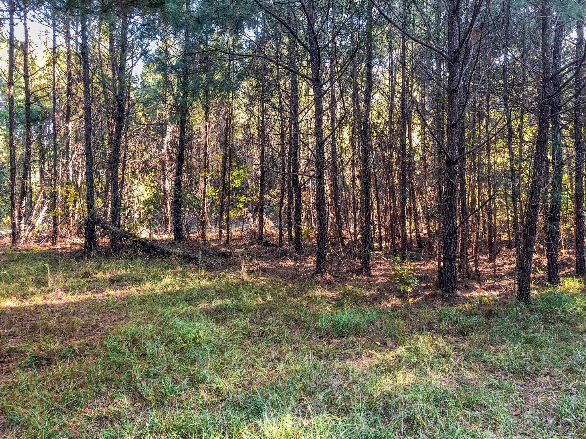 0 Brownhill Road McClellanville, SC 29458 - Photo 6 of 13 IMG_3104