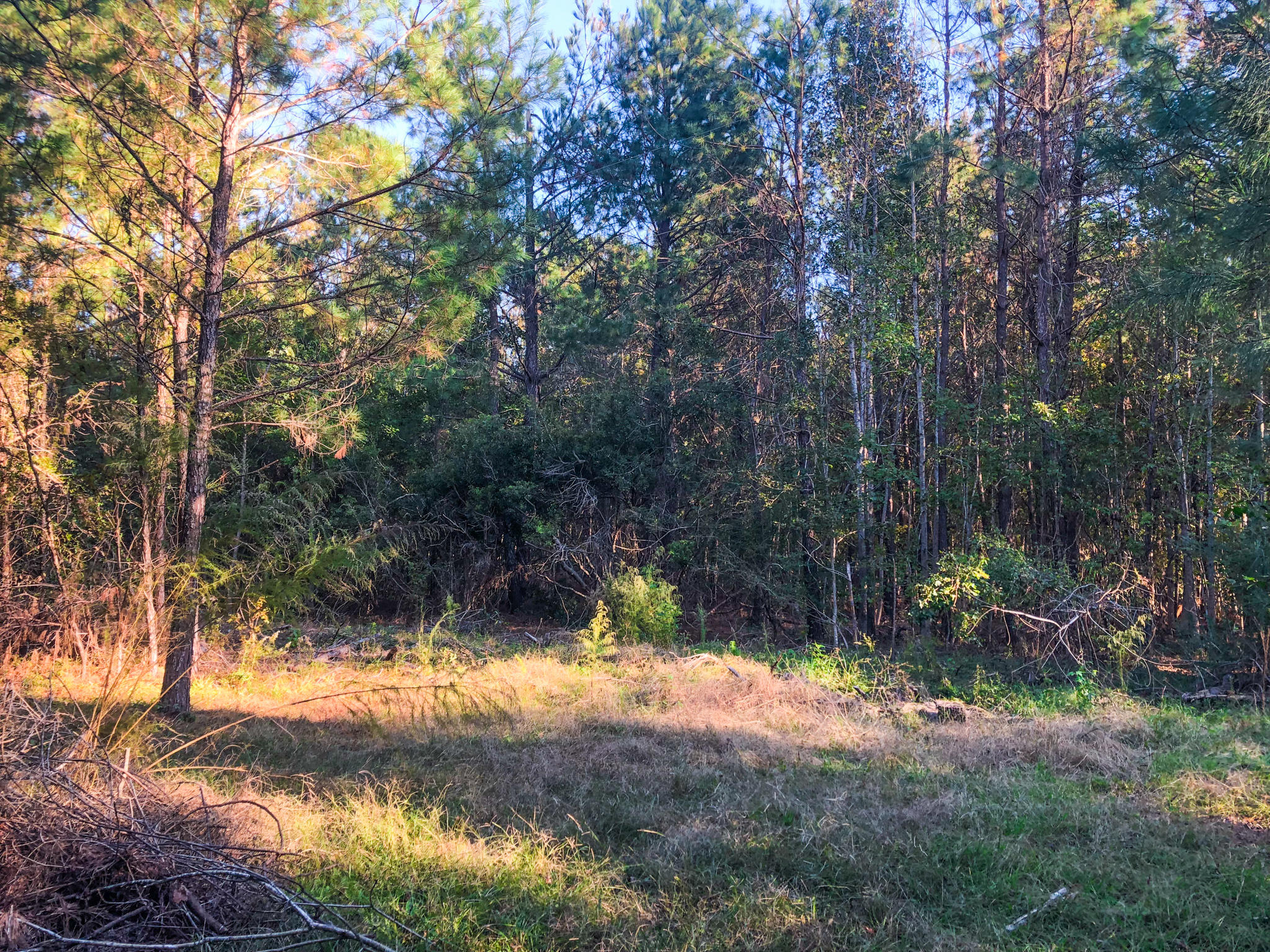 0 Brownhill Road McClellanville, SC 29458 - Photo 7 of 13 IMG_3107