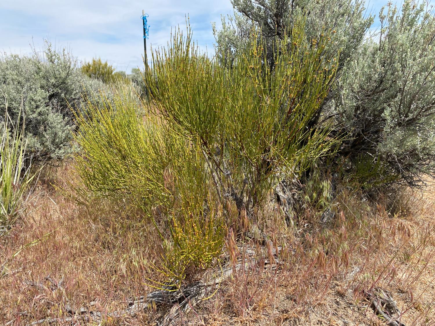 446-880 Honey Lake Road Herlong, CA 96113 - Photo 8 of 18 a view of a garden