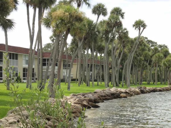 a view of a park with palm trees