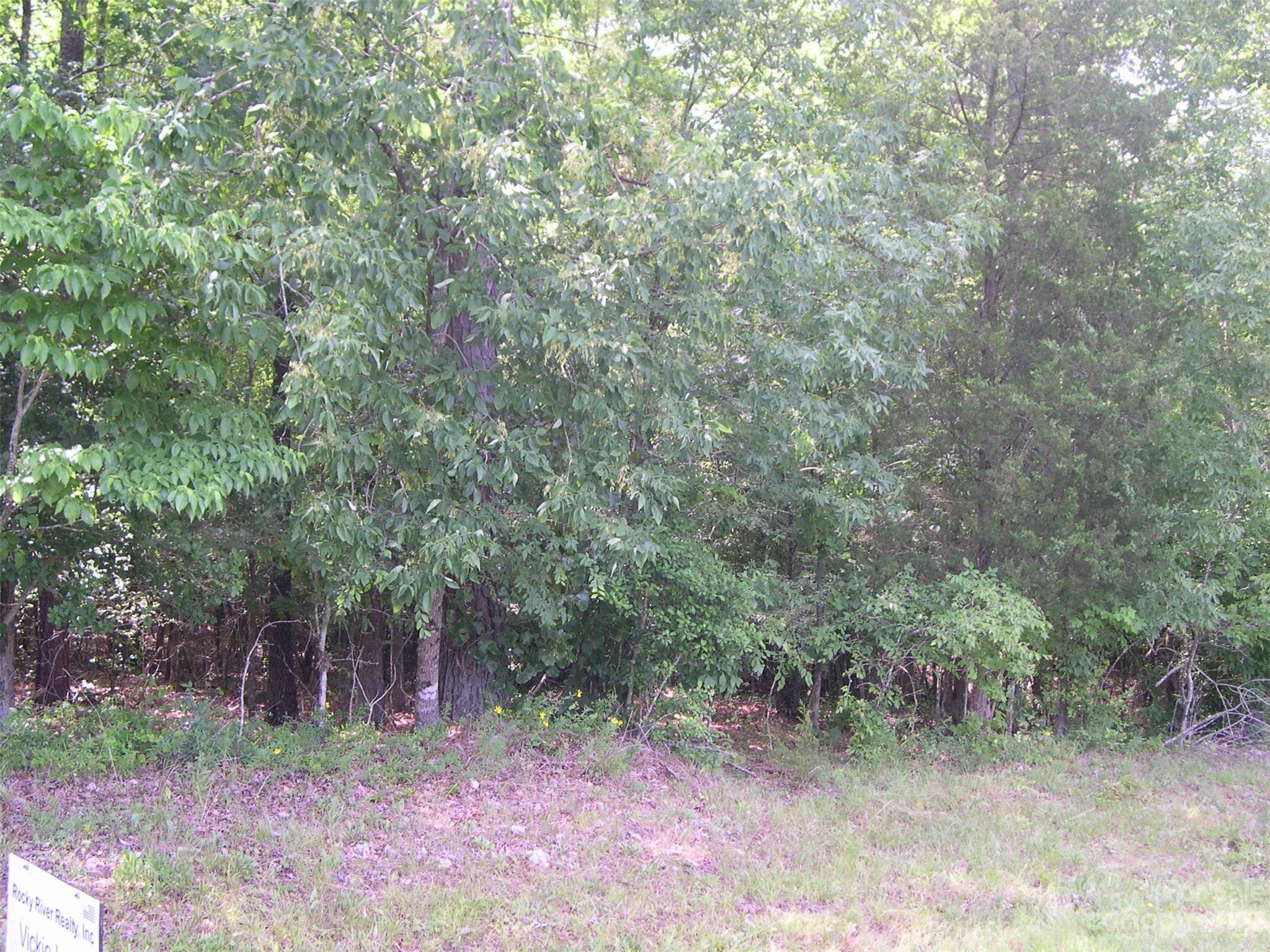 a view of a forest filled with trees