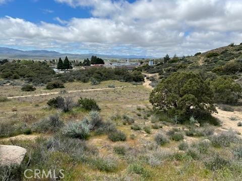 56735 Cain Road Anza, CA 92539 - Photo 6 of 9 a view of a dry yard with lots of trees