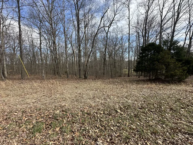 a view of a yard with trees