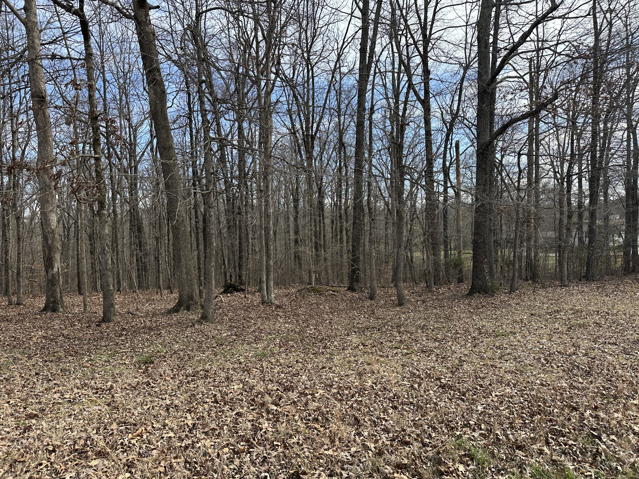 0 Rouse Road Dickson, TN 37055 - Photo 10 of 11 a view of outdoor space and covered with trees