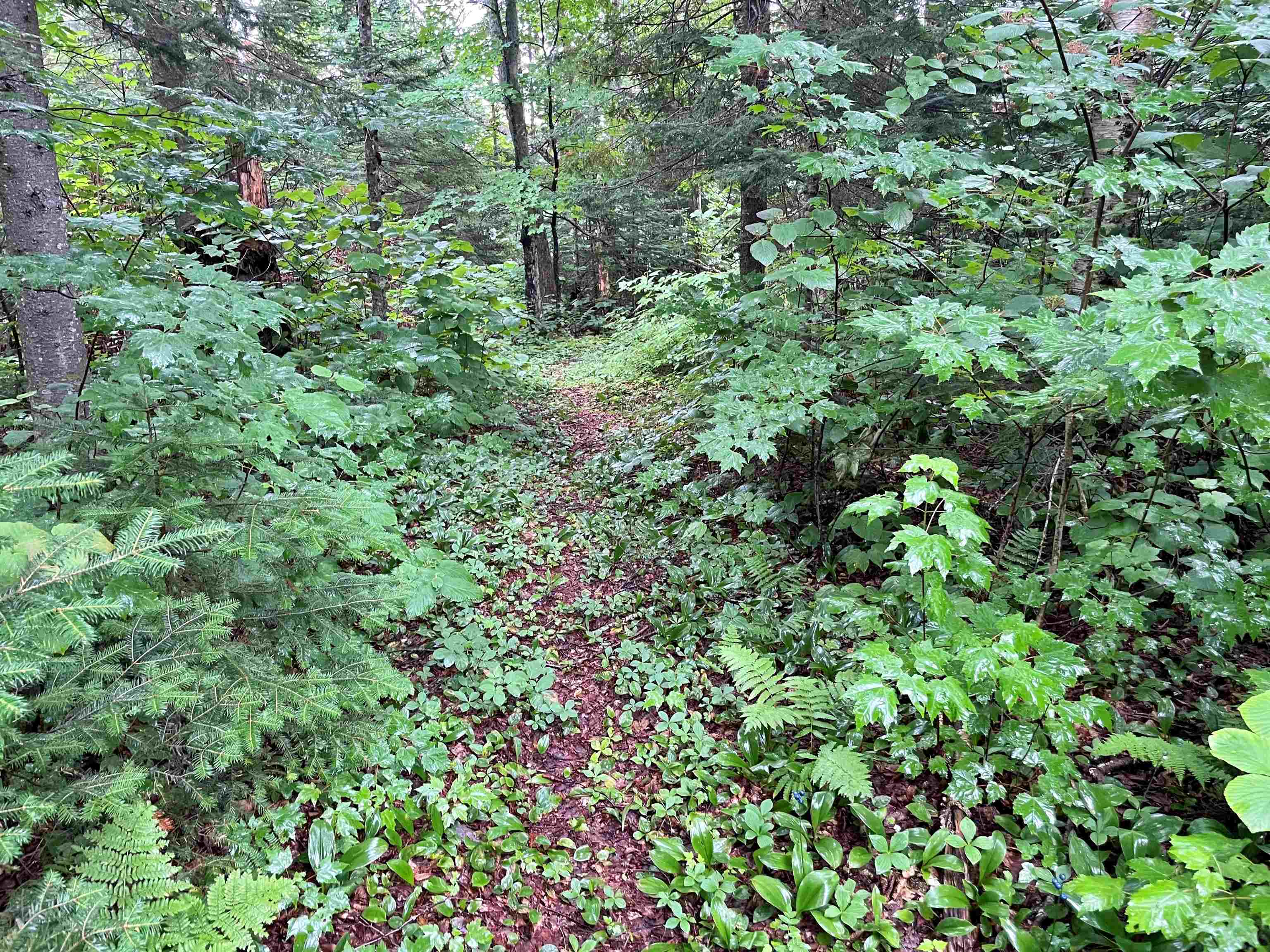 63 Bradley Road Averill, VT 05901 - Photo 27 of 34