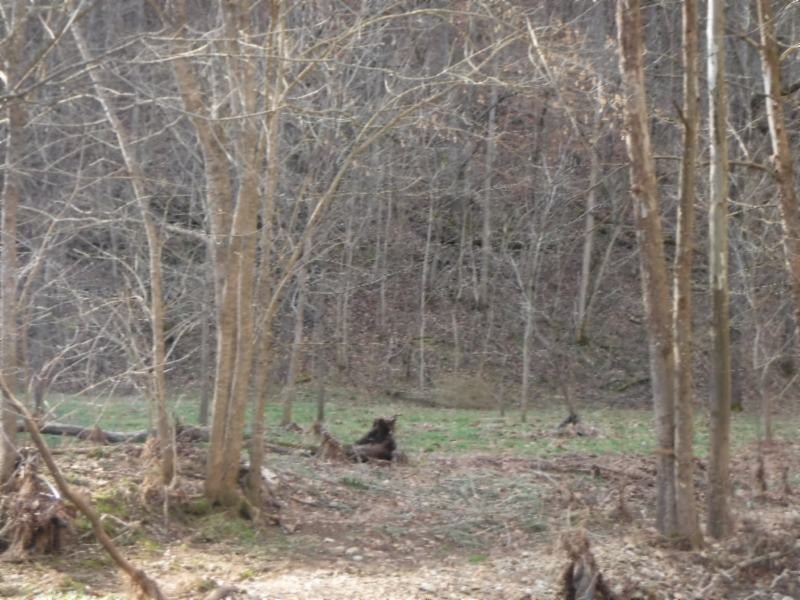 82 Knob Creek Road Celina, TN 38551 - Photo 16 of 21 Gallery Image 16