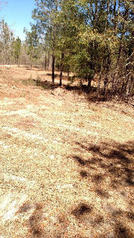 665 Windsor Road Windsor, SC 29856 - Photo 3 of 11