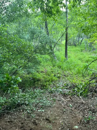a view of a lush green forest
