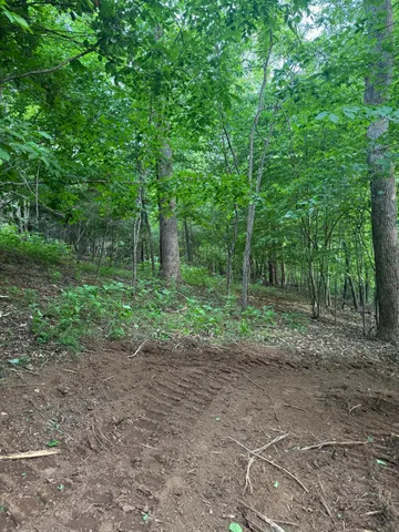 a view of a forest with trees in the background