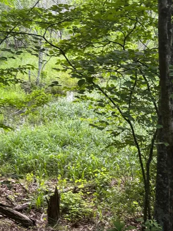 a view of a tree in a yard