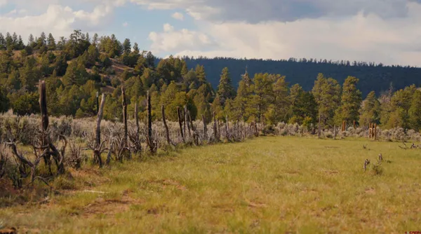 a view of a forest with a forest