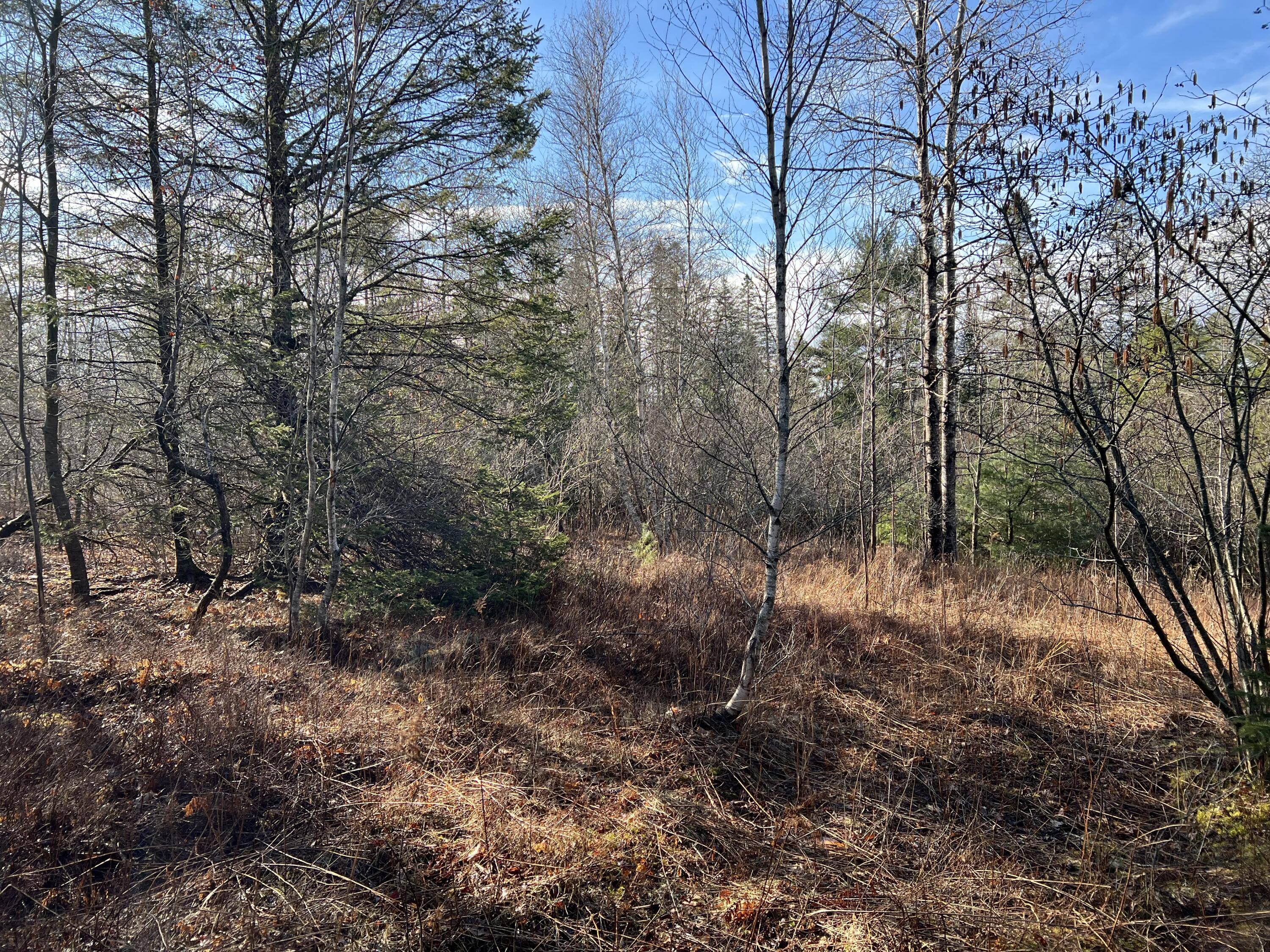 207 Gray Meadow Road Orland, ME 04472 - Photo 3 of 10 IMG_8369