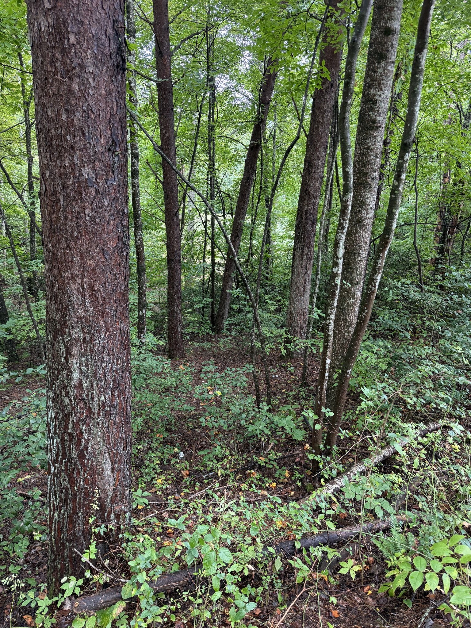 0 Little Wolfcreek Road Murphy, NC 28906 - Photo 3 of 3 Gallery Image 3