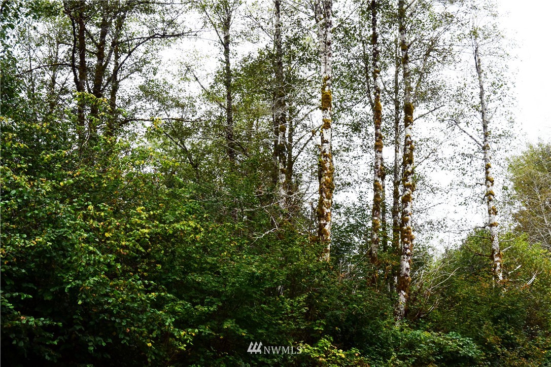 -xxx Cougar Smith Road Elma, WA 98541 - Photo 11 of 12