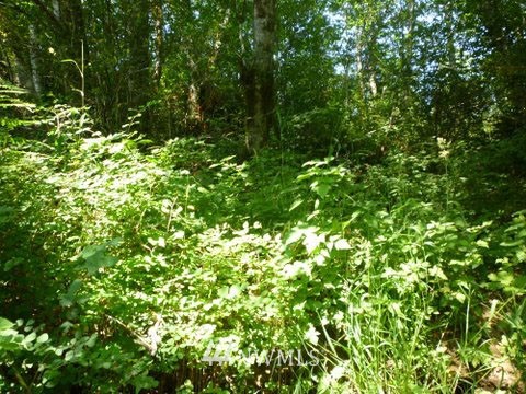 -xxx Cougar Smith Road Elma, WA 98541 - Photo 12 of 12