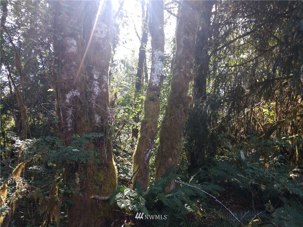 -xxx Cougar Smith Road Elma, WA 98541 - Photo 4 of 12