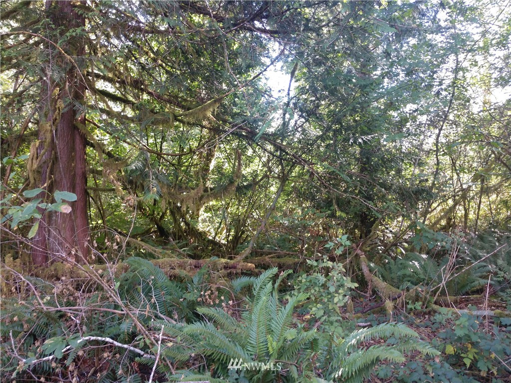 -xxx Cougar Smith Road Elma, WA 98541 - Photo 5 of 12