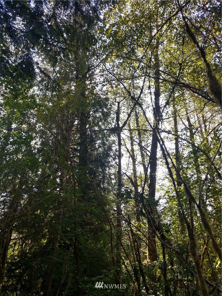 -xxx Cougar Smith Road Elma, WA 98541 - Photo 6 of 12