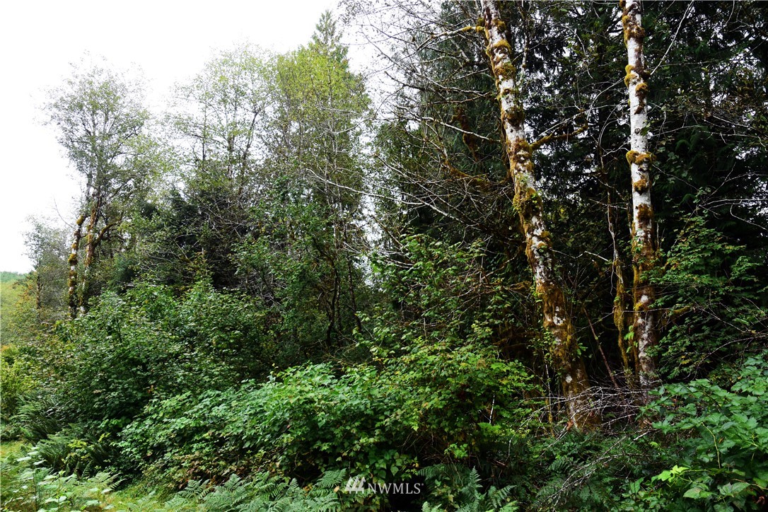 -xxx Cougar Smith Road Elma, WA 98541 - Photo 8 of 12
