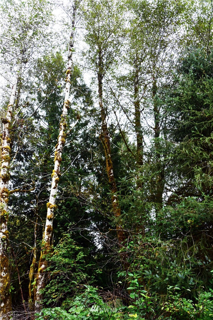 -xxx Cougar Smith Road Elma, WA 98541 - Photo 9 of 12