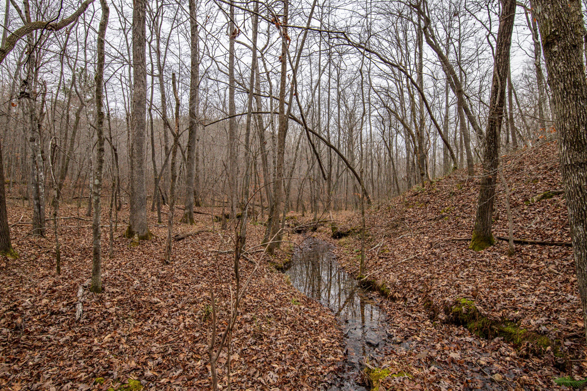 0 Brush Creek Road Linden, TN 37096 - Photo 22 of 22 a view of a yard with trees