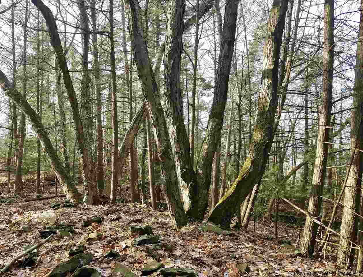 Tbd Tbd Scarawan Road Accord, NY 12404 - Photo 7 of 11 Photo 8