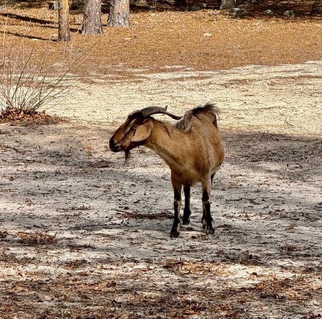 357 Southwest Conestoga Way Fort White, FL 32038 - Photo 43 of 44 a view of beach and ocean