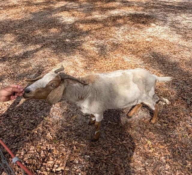 357 Southwest Conestoga Way Fort White, FL 32038 - Photo 44 of 44 a close up of a plant in a yard