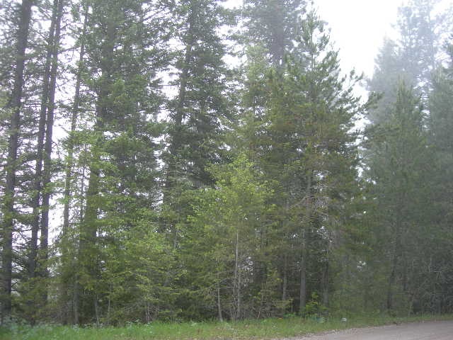 Lot 8 Pines Road Newport, WA 99156 - Photo 3 of 3