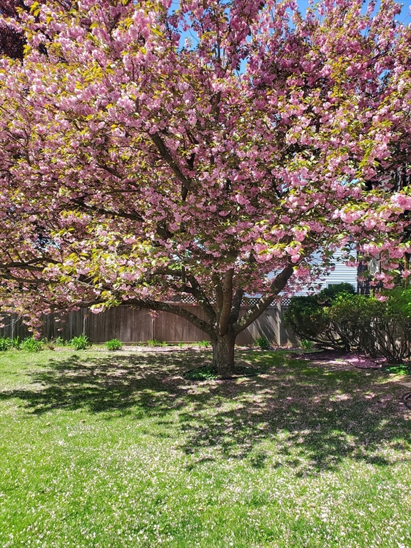 9 Mayfield Road Belmont, MA 02478 - Photo 2 of 42